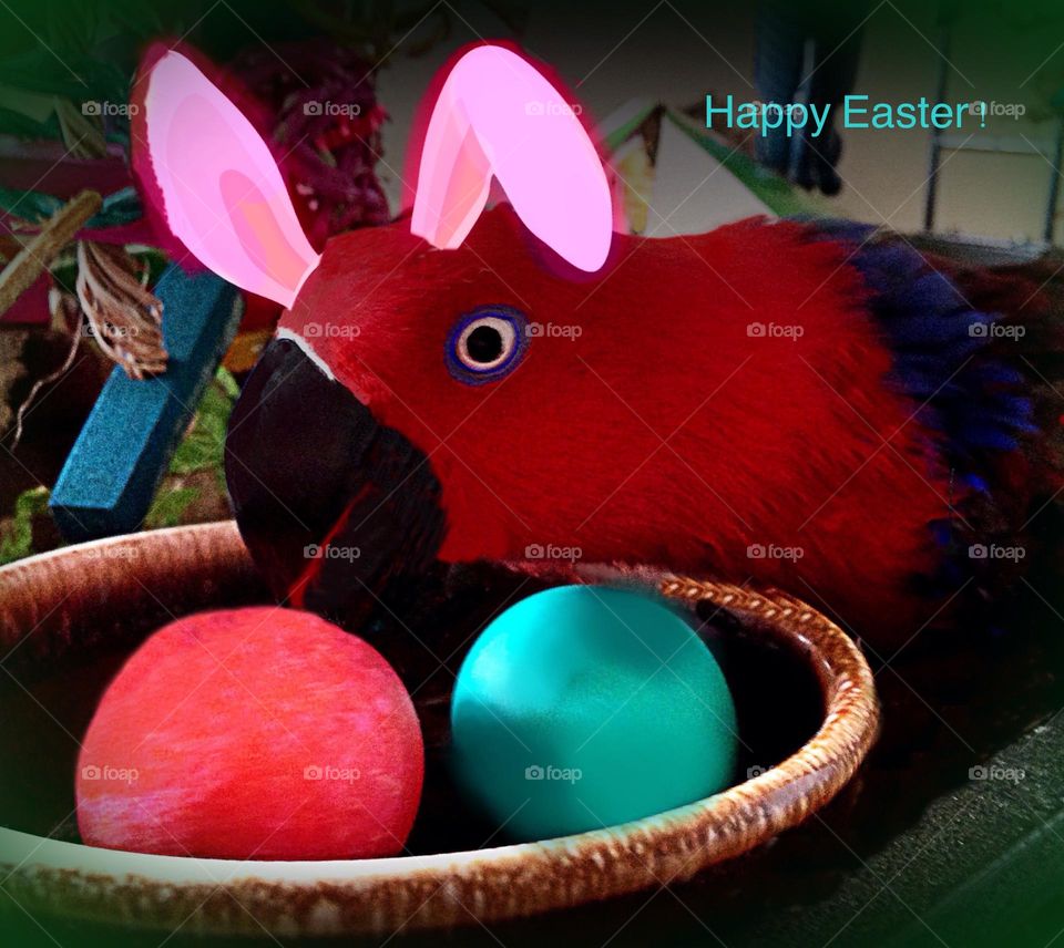 Beautiful shapeshifter from bird to bunny.