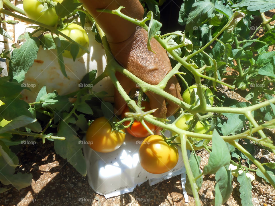 Picking Tomato Fruits