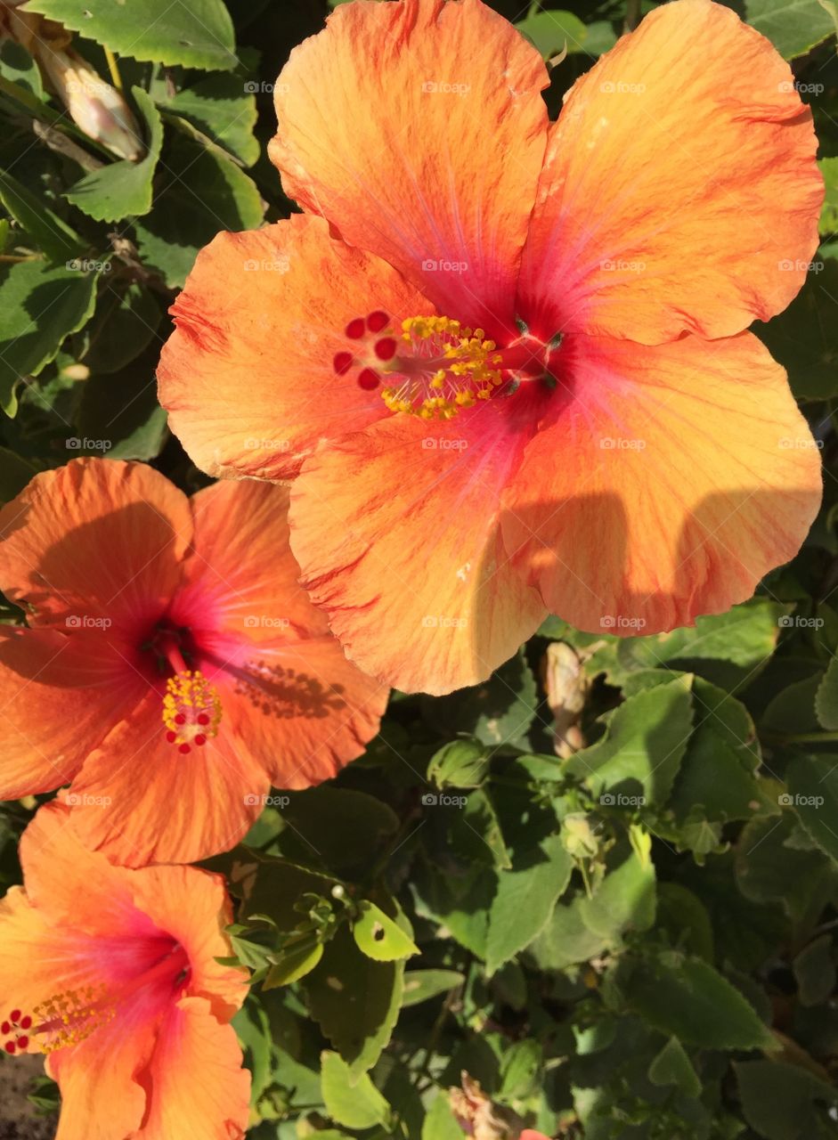 Three tropical flowers 