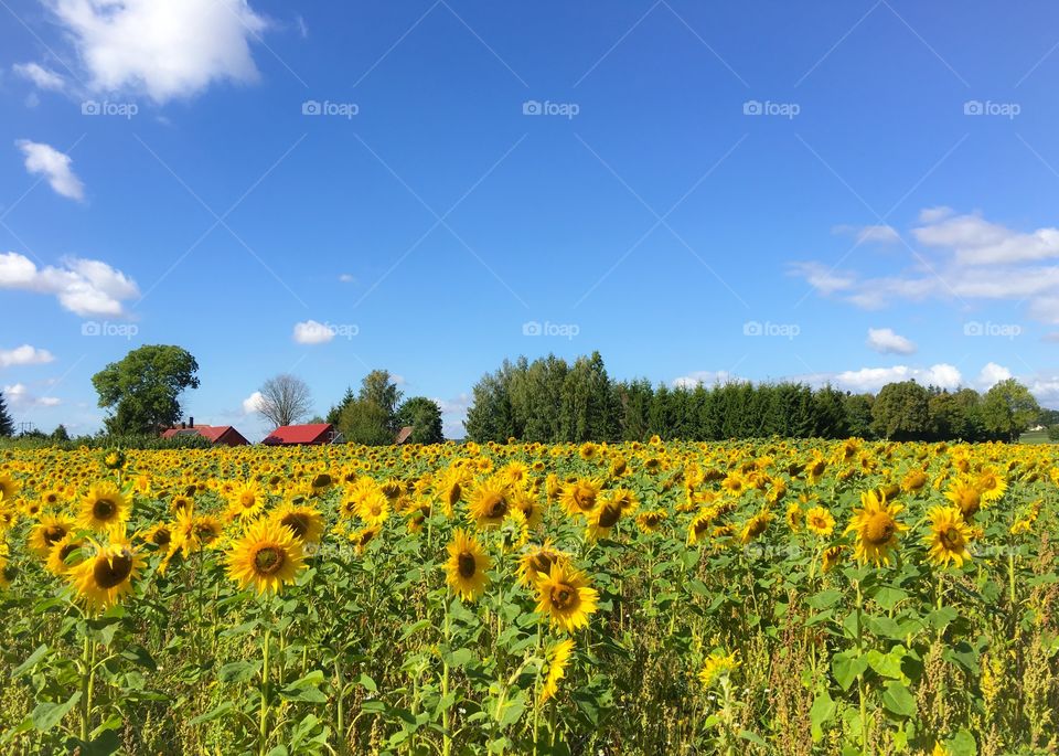 Scenic view of sunflower field