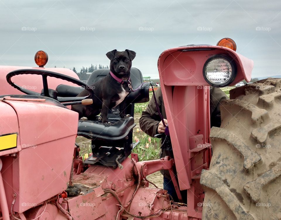 Pink tractor dog portrait 