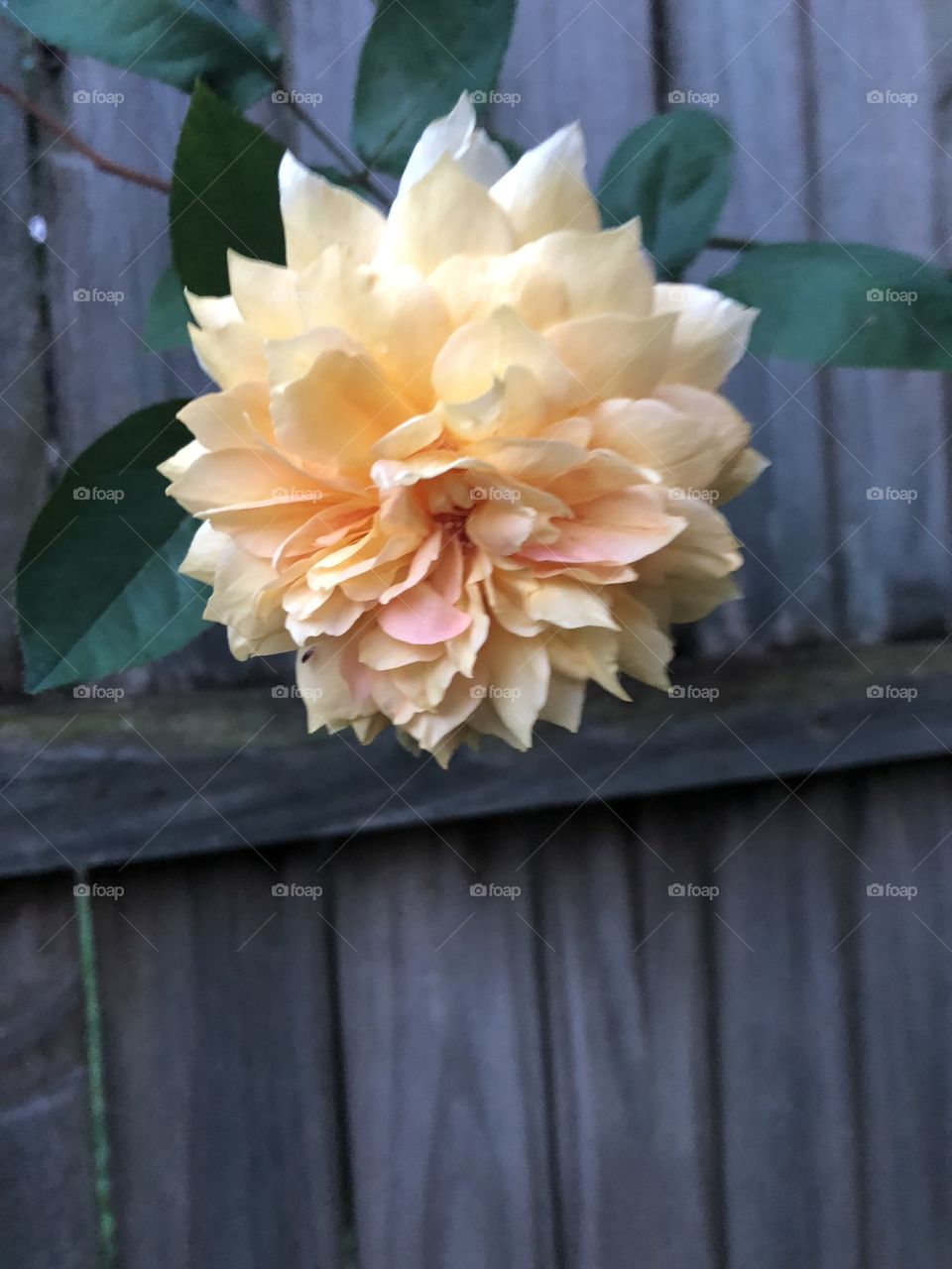 An exquisite yellow rose against a wooden fence. 