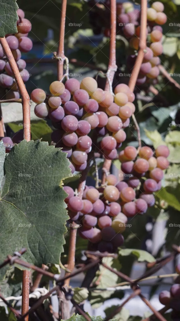 Grapevine