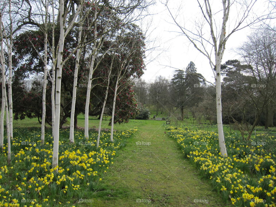 Flower, Landscape, Nature, No Person, Tree