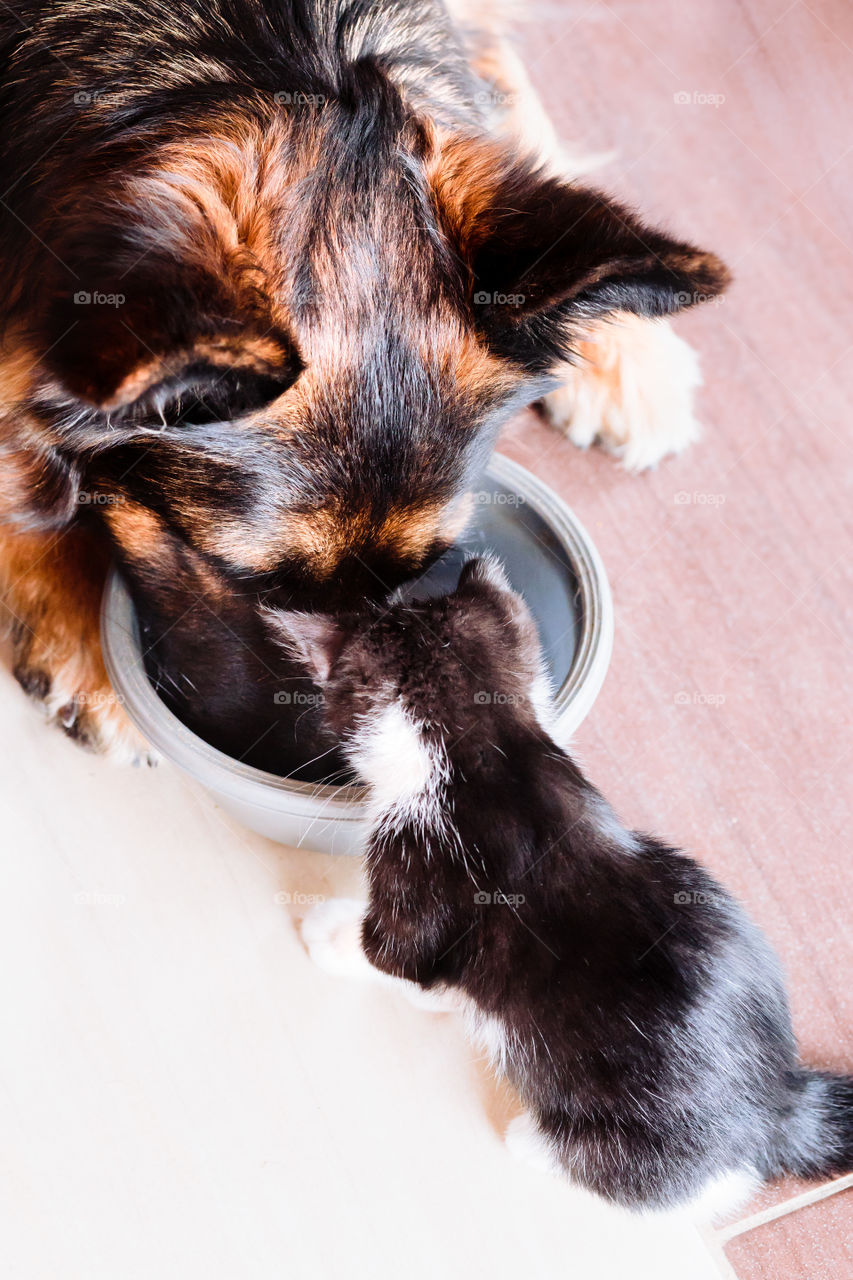 Big dog and little cat eating from one bowl. Shot from above