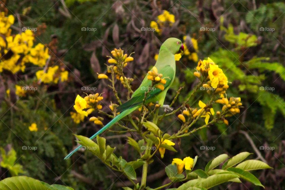 Parrot on the tree