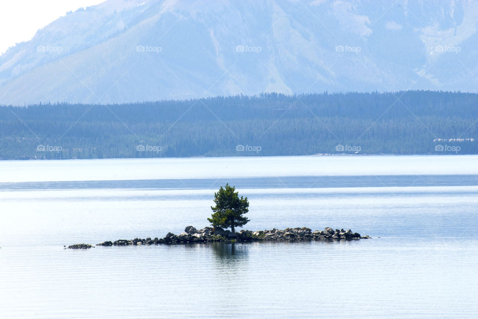 loan tree on a loan island in Yellowstone Lake