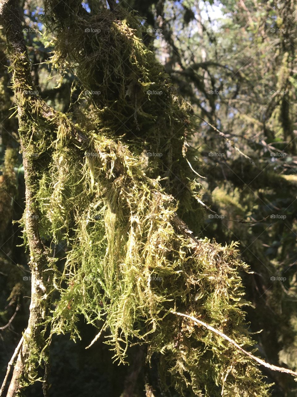 Moss in woods