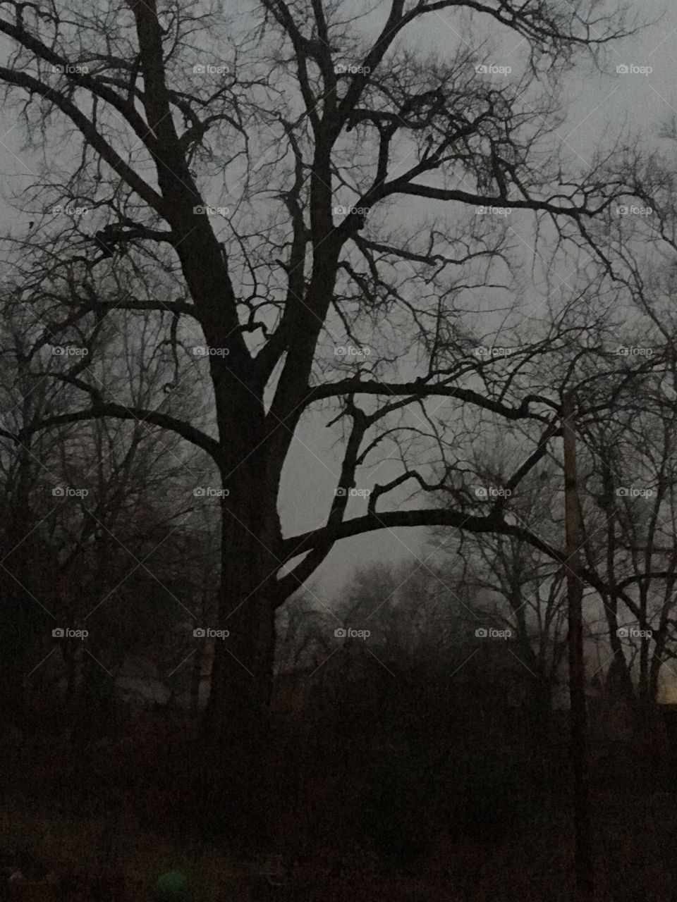 Trees in light fog