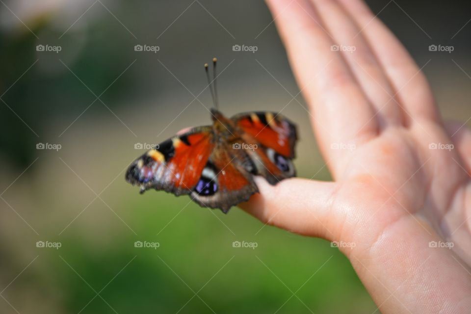Insect, Butterfly, Invertebrate, Wildlife, Nature