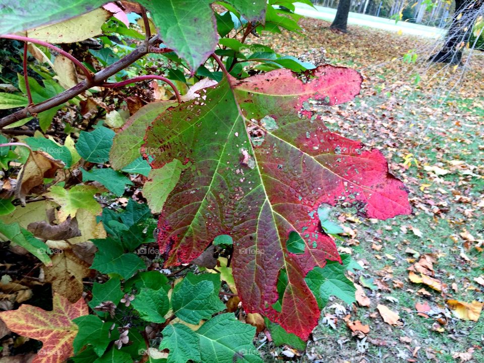 Oak leaf 