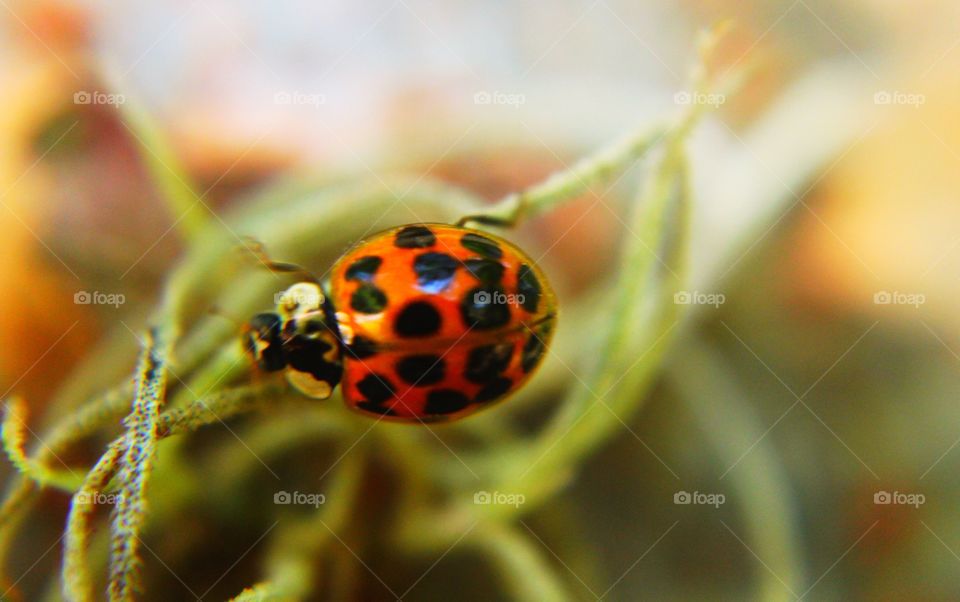 Ladybug on Spanish Moss