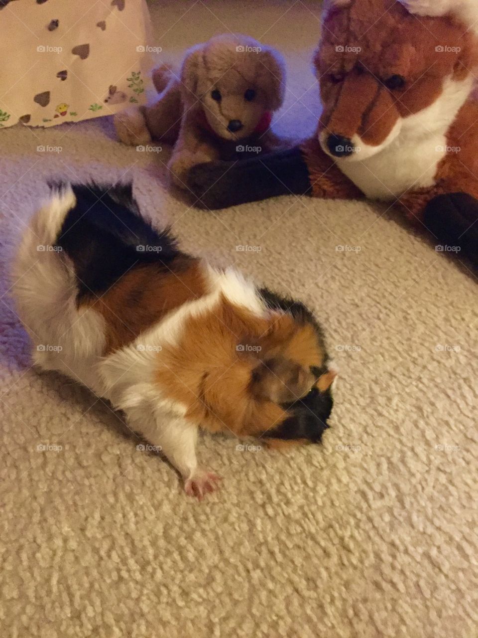 Dog, Mammal, Canine, Pet, One