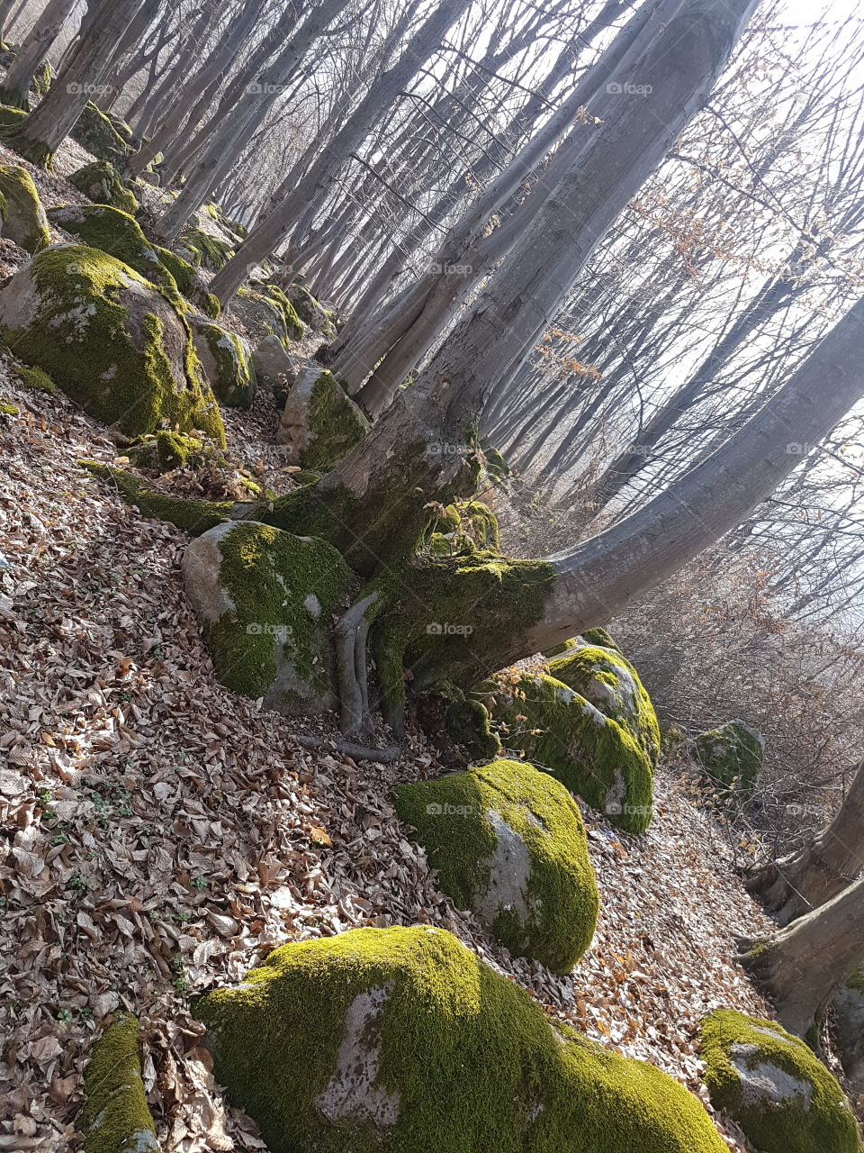 Nature Forest Stones