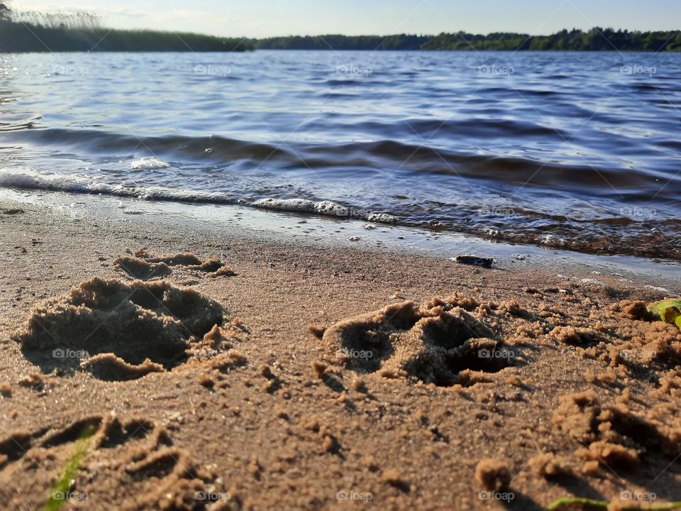dog paw print on the sand