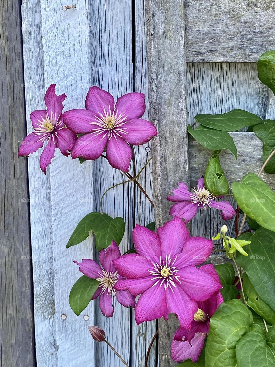 A pink clematis climbing up the frame of an old chair in front of a weathered barn