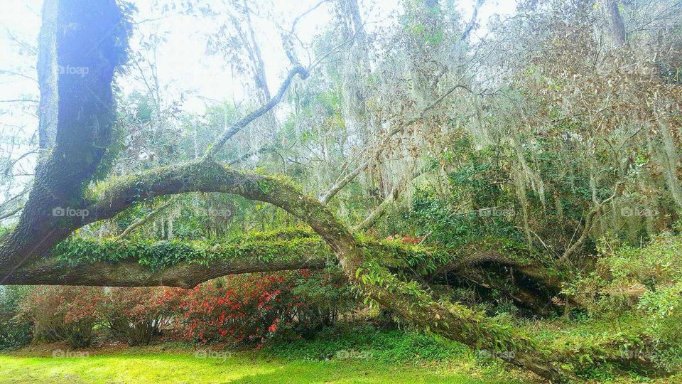 mcclay gardens live oak