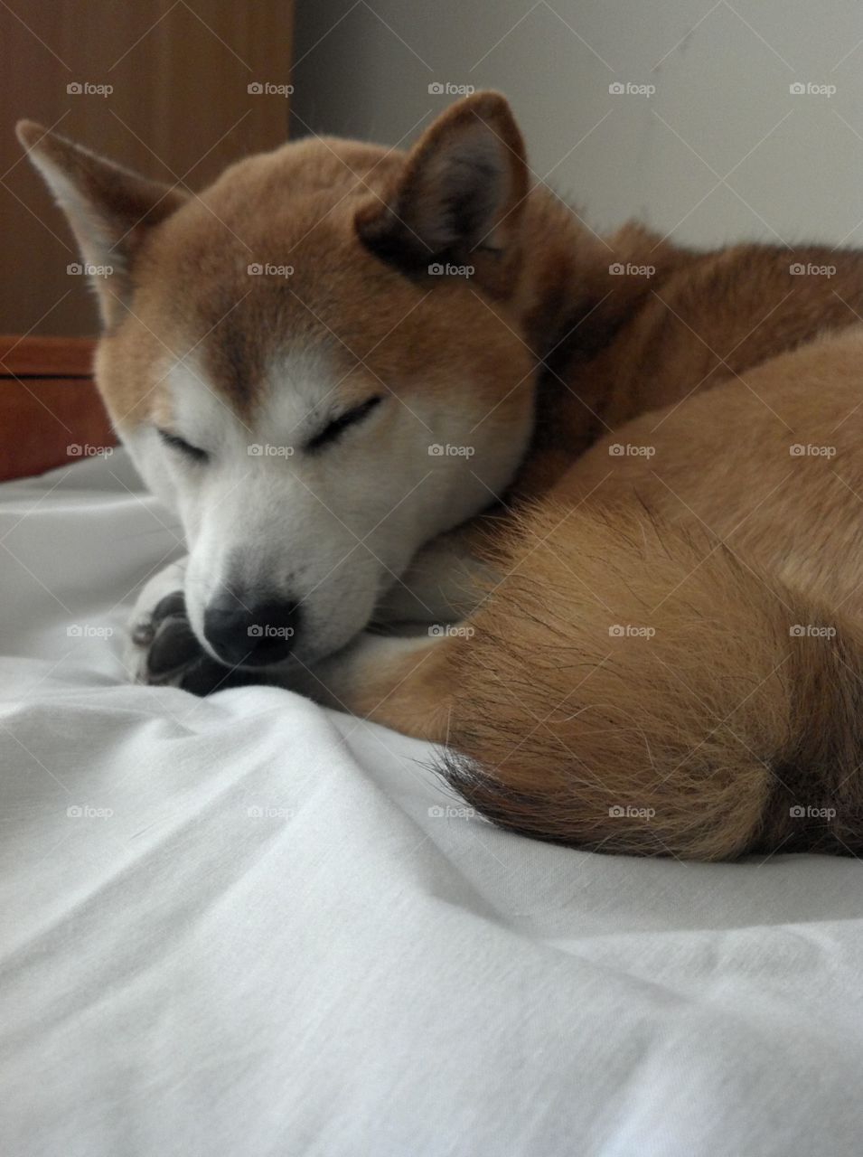 sleeping fireFOX
