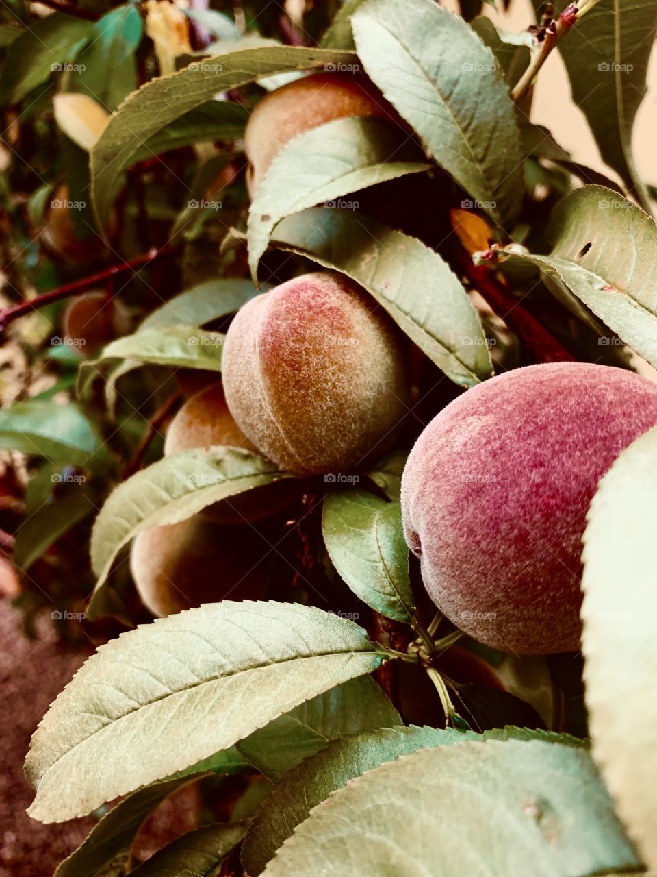 Peach tree in summer 