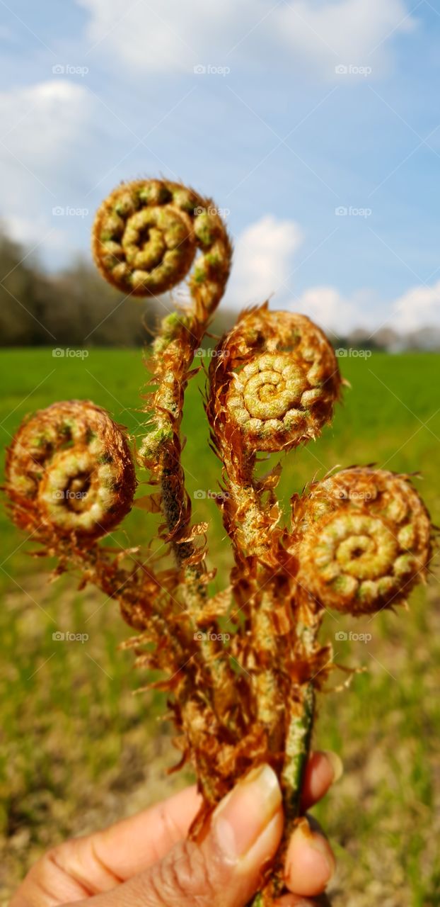 Ferns