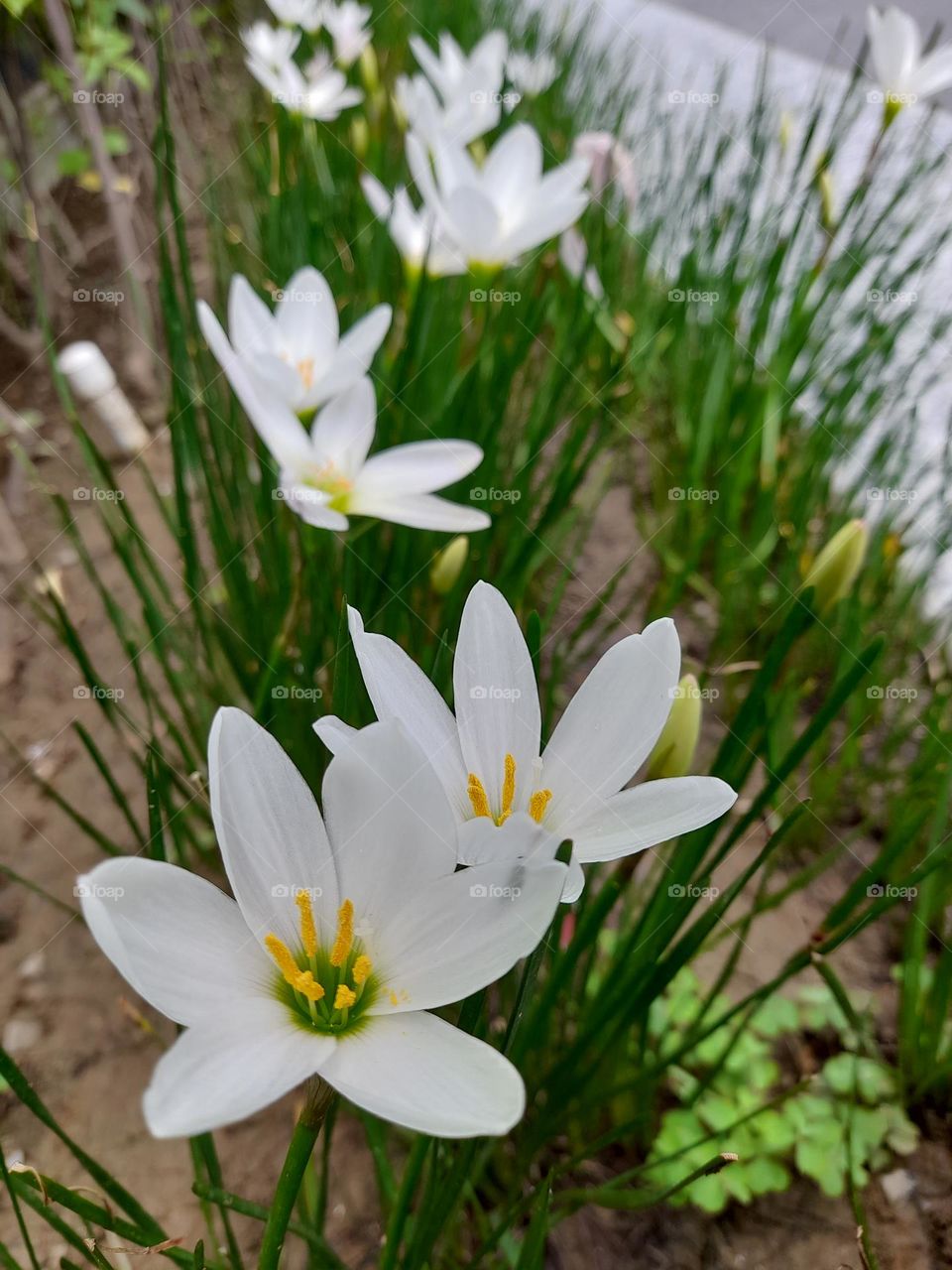 The bunch of white zephyrlily or rain lily.