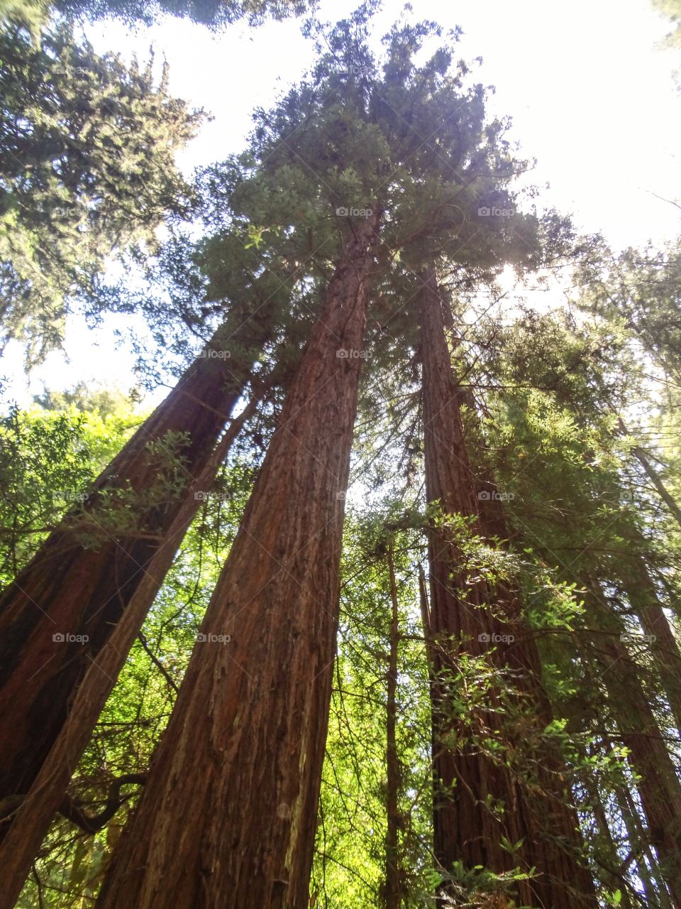 Three Redwoods