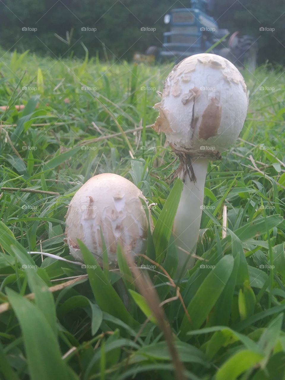 mushroom s