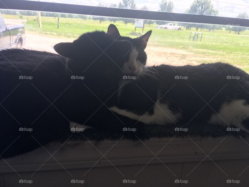 Veterinarian kitties cuddling in the window taking their afternoon siesta together.
