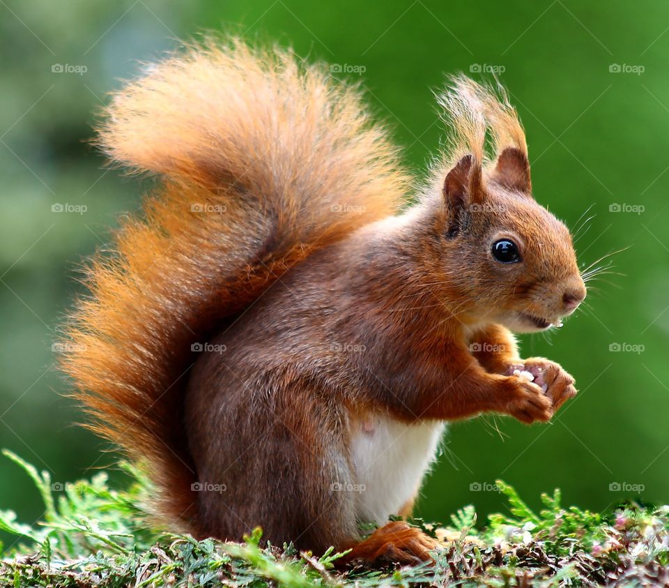 animal squirrel