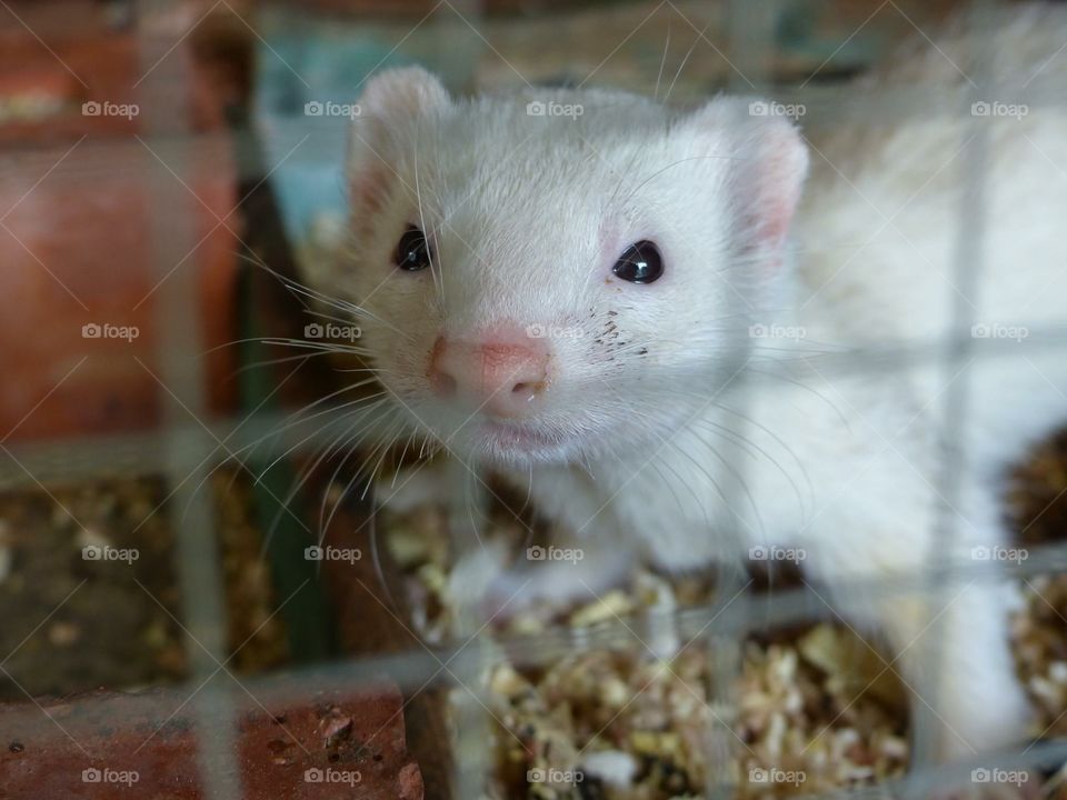 Ferret 