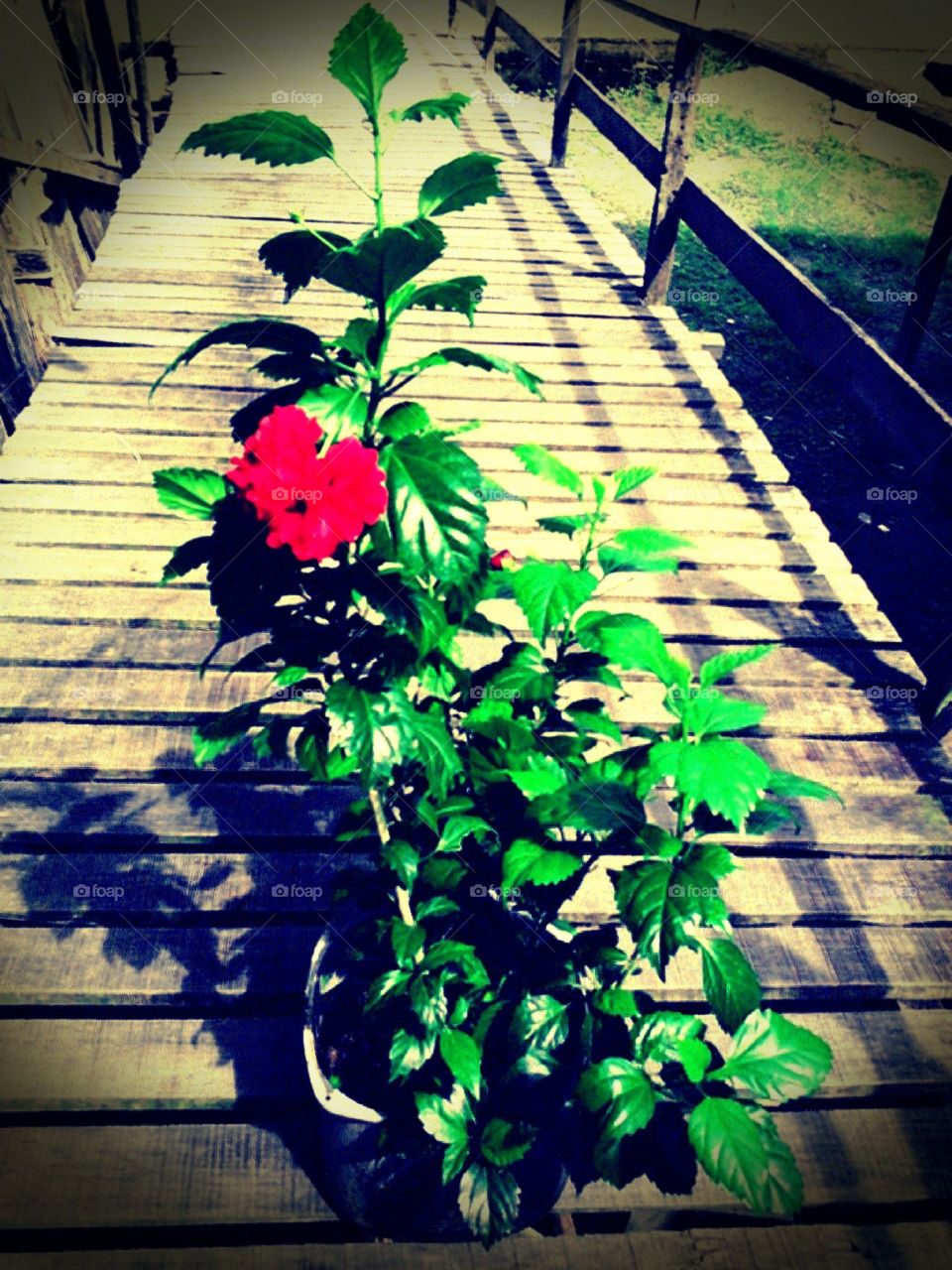 flower in my home