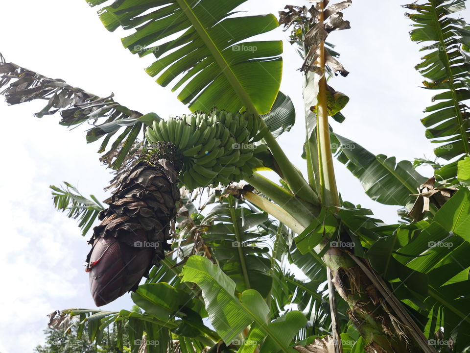 Banana tree