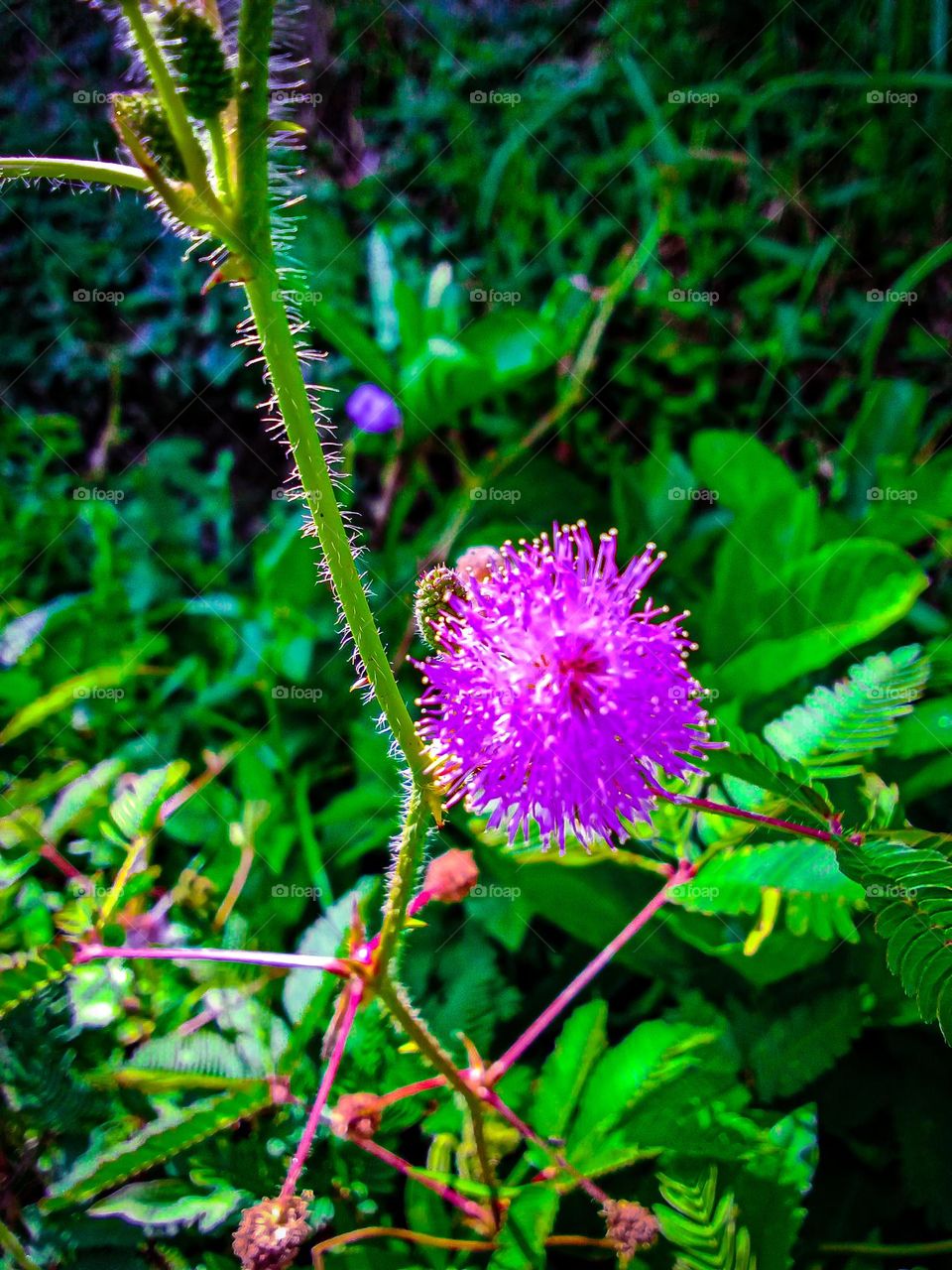 shy princess flowers that just bloomed