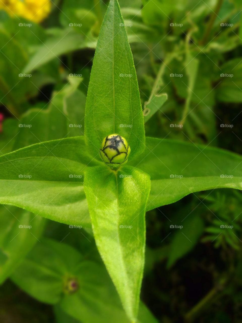 Leaf, Nature, No Person, Flora, Garden