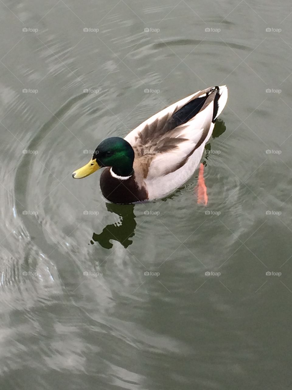 Beautiful duck looking for food floating down the Humber river. Cute little guy saw me and brought his wife to get food. 