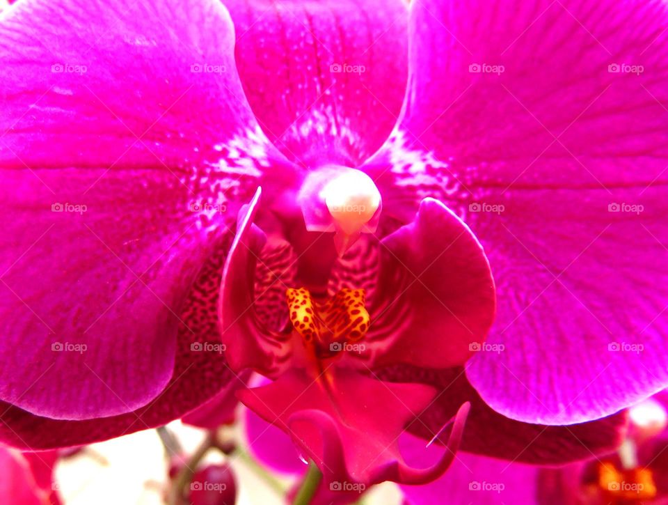 orchid heart