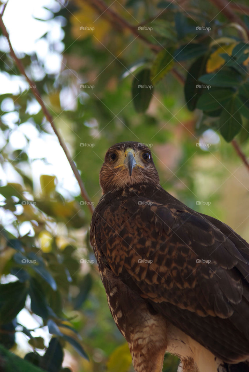 of bird hawk pray by seeker