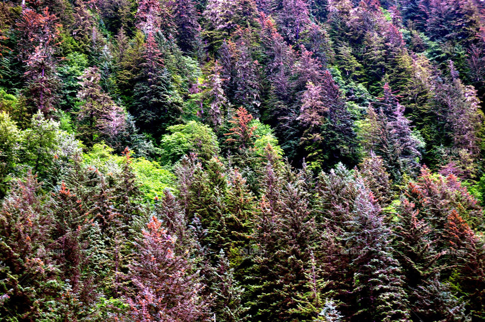 trees forest by refocusphoto