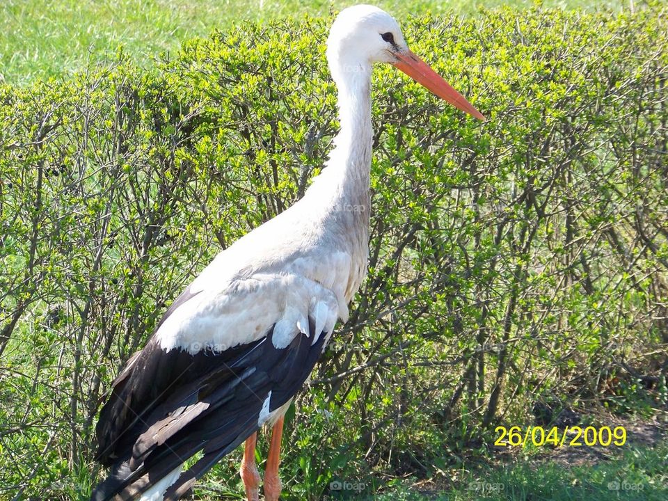 posing stork