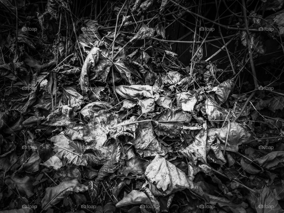 Пинхол, листья, белое, чёрное.