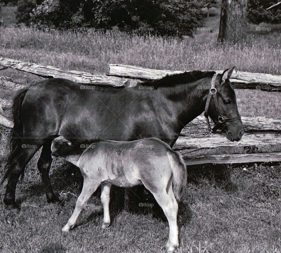 Pony and Foal
