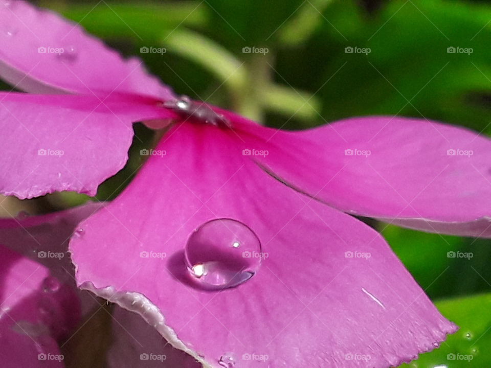 macro shooting raindrop and pink in nature