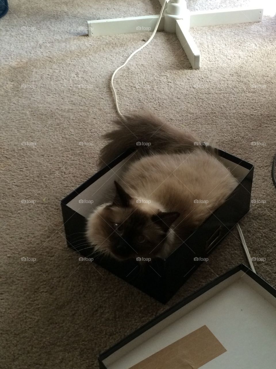 Sassy in the box