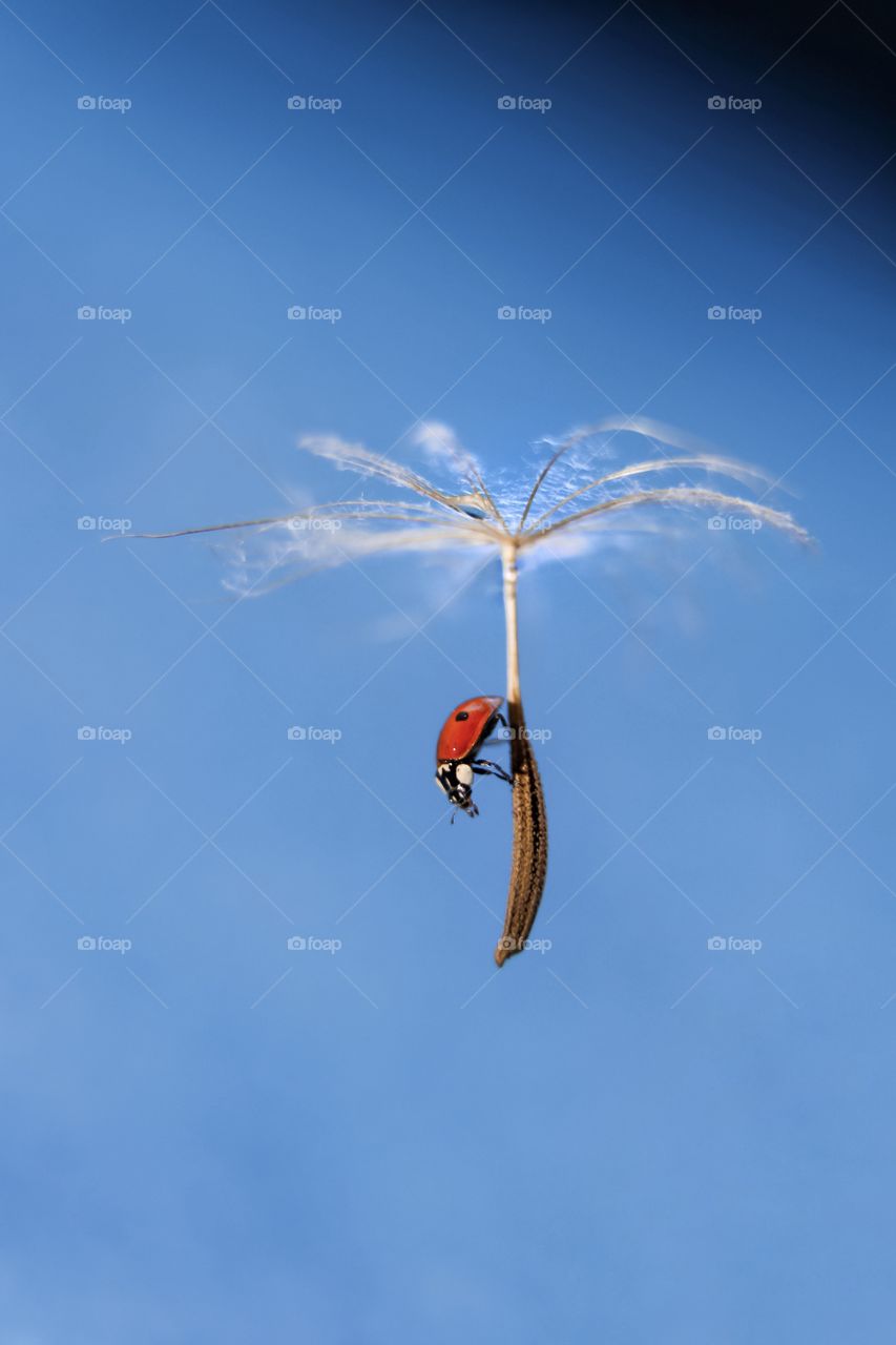 Ladybug flying on dandelion 