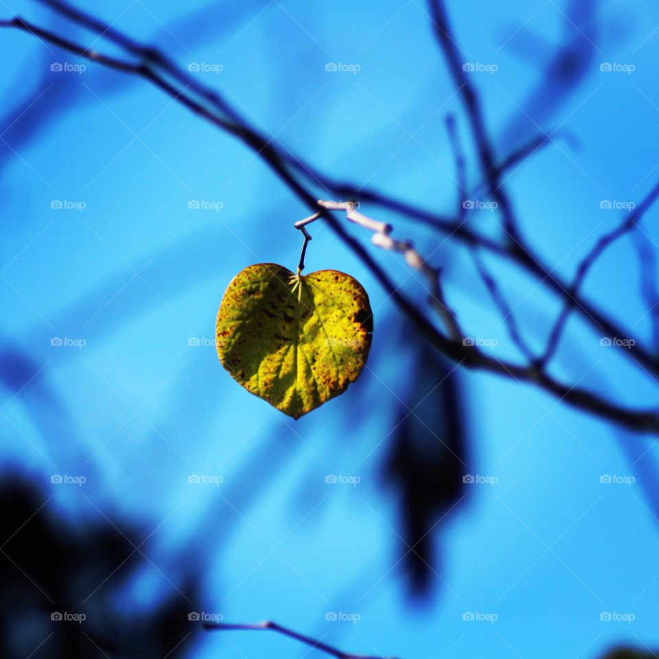 The Last Leaf