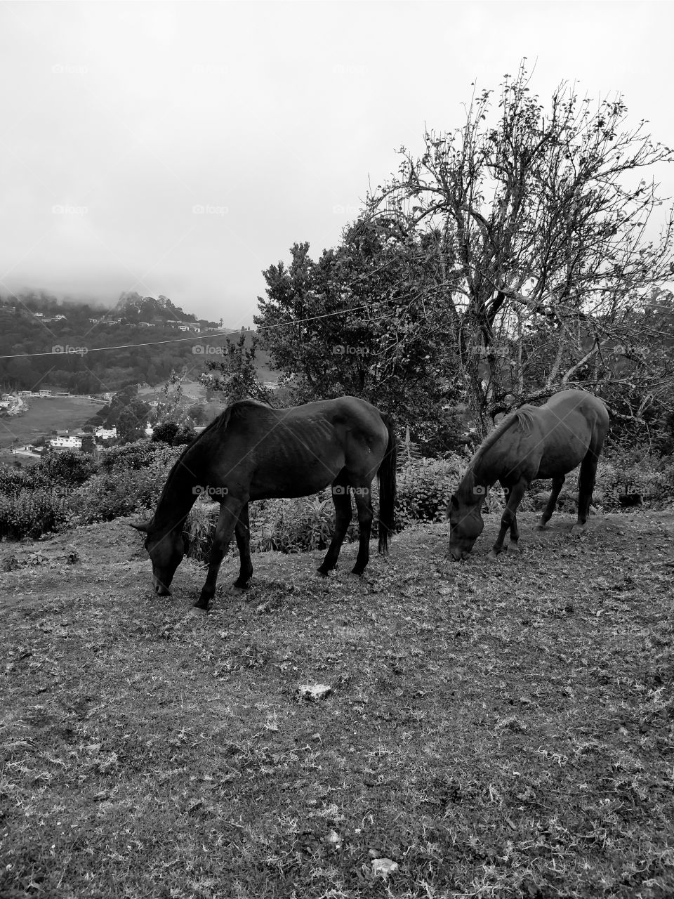 Black and white picture of two  horses