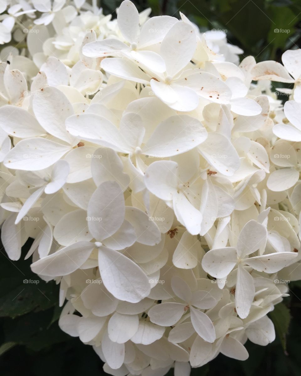 Macro shot of white hydrangea flowers