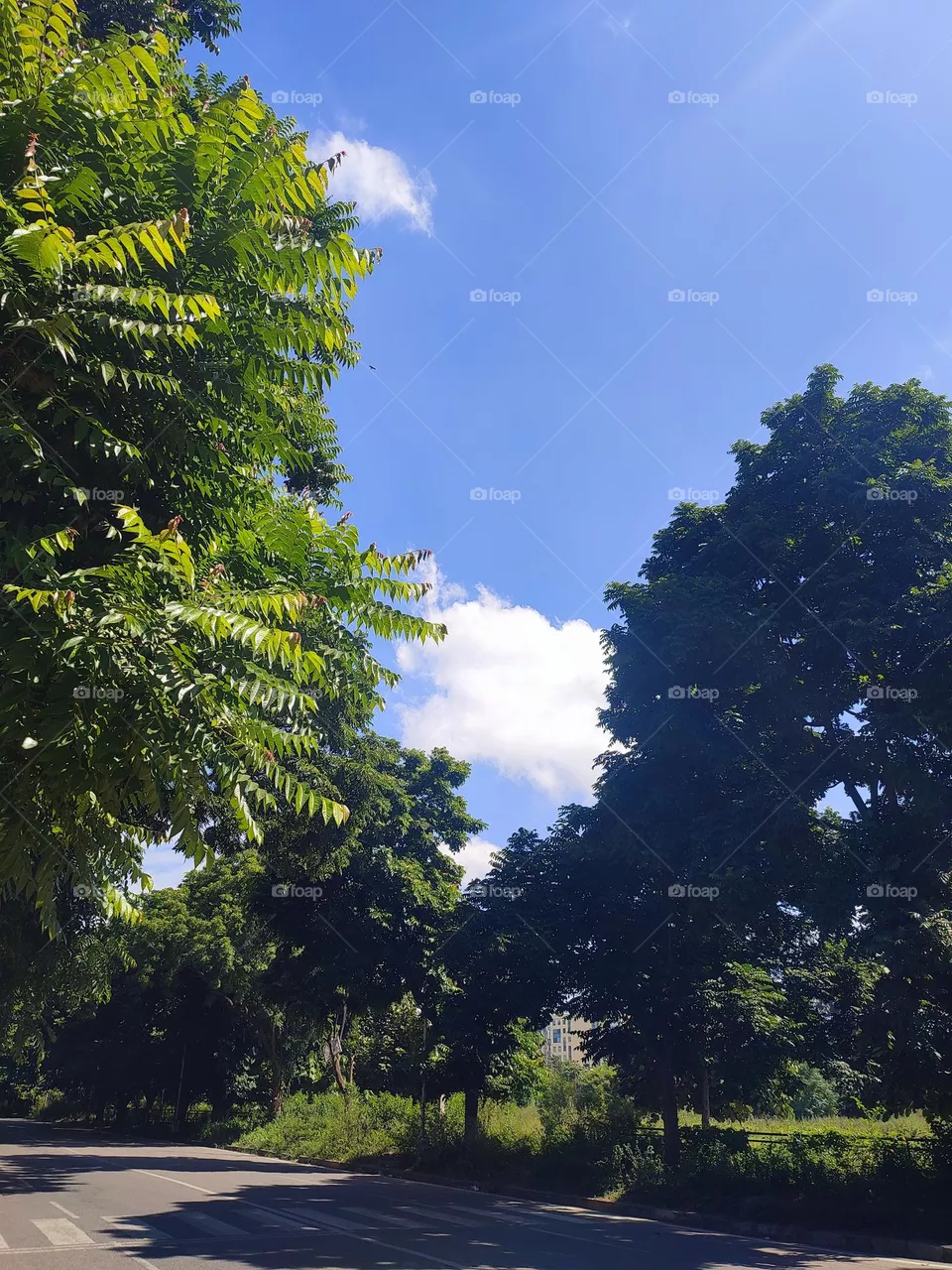beautiful trees.