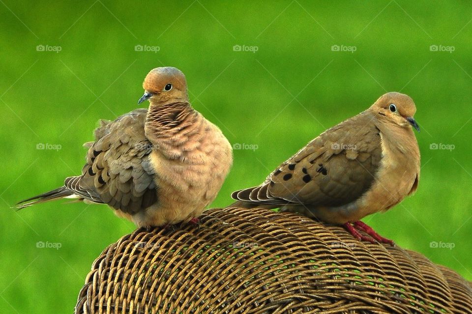 Morning Doves at rest on chair
