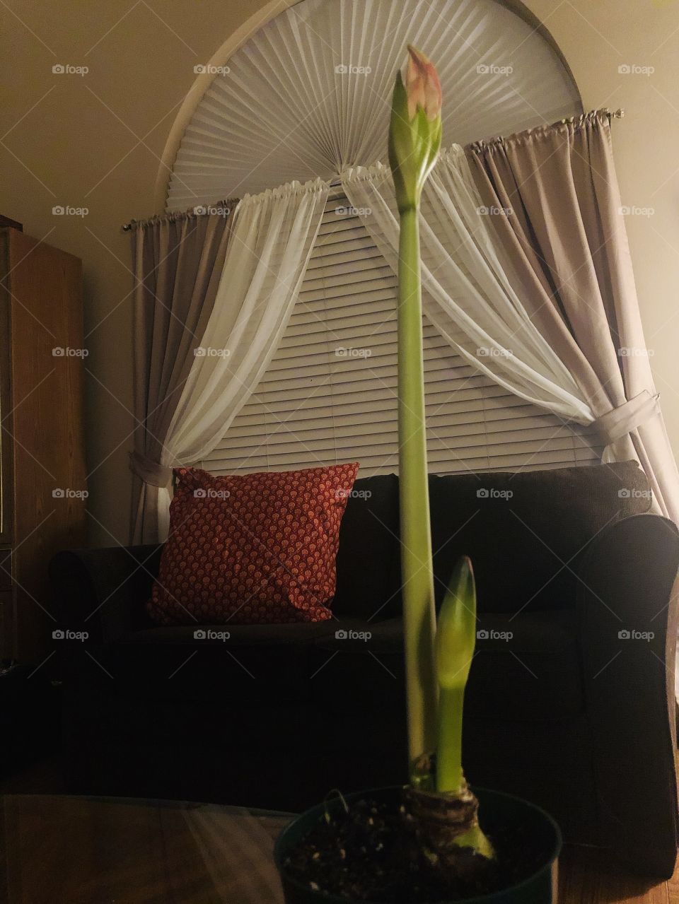 An amaryllis growing in a pit getting ready to bloom. 